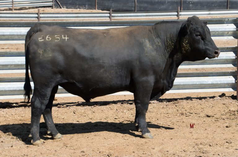 THE ANNUAL FIRST CHOICE BULL SALE – OCTOBER 9TH, 2018 :: 9 Peaks Ranch